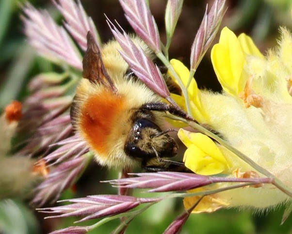 Bees in community garden