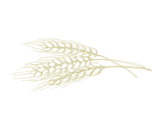 sheaf