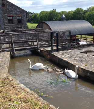 Skerries Mills swans